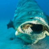 巨大魚イタヤラ、『サメ』をひと飲みにする動画がスゴイと話題に！