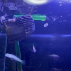 猫吉の海水魚日記