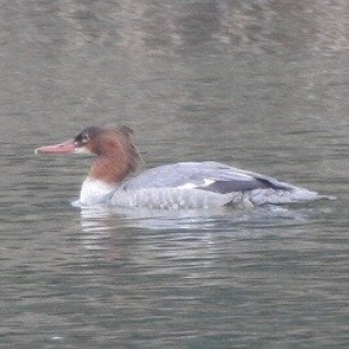 東京港野鳥公園　レンジャーブログ