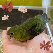 ペットハウスウインク川内店のブログ