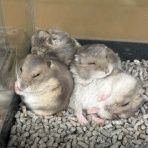 小動物専門店NATURE'S