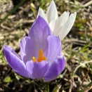 エンガディンにも春が来た