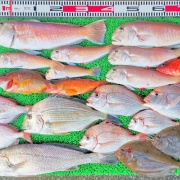 2025年12月2日　釣果