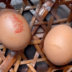 「全国イイ味ハマル味」