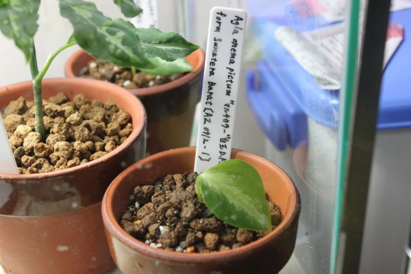 和えびのわっ 誰得 なブログ アグラオネマ