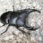 部屋の中にクワガタおったｗｗｗｗｗｗｗｗｗｗｗｗ