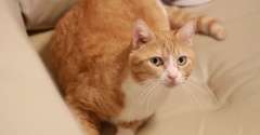 急に飽きる猫。