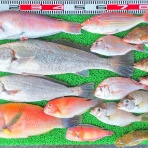 竹村貸舟店【高知県 浦ノ内湾～宇佐～須崎市横浪半島沖の船釣り】釣果情報 & ブログ