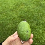 海外牧場のしぼりめし。