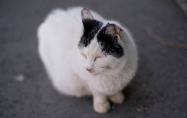 『猫カムラン～2025冬編【追記】2025/02/07』の画像