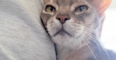 まだお熱…猫たちはいつも通り