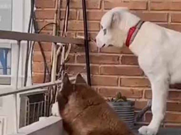 ２匹のイヌは毎朝ベランダで待つのが日課だった。どうしてかな？ → こういうことでした…