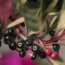 セイロンマンリョウ