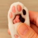 「猫の肉球は毛色で決まる？色の違いと不思議な関係」