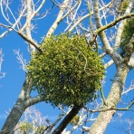 サイエンスジャーナル