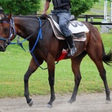 『外国産馬2頭が四次募集にラインナップ！』の画像