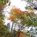 『定山渓の紅葉２』の画像