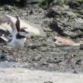 2026年7月22日の野鳥公園