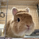 元ママのネザーちゃん！