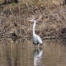 アオサギ　～照り焼きチキンと玉子のサンドイッチの朝ご飯、ミートスパゲッティの晩ご飯～