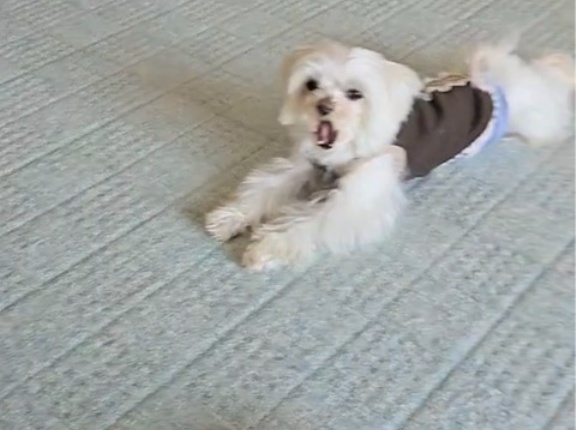 ルチアちゃん、トライアルです❤️👌❤️