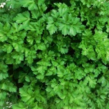 『徒然に光マイクロバブル(59)新型コロナウイルス(42)』の画像