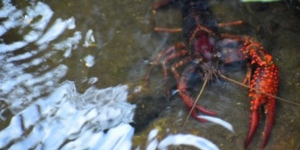 6歳の息子がザリガニ釣りに興味を持ったので、初めてのザリガニ釣りを体験させた。