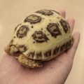 【リクガメ新入荷‼️】