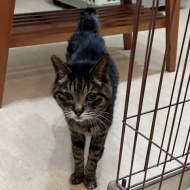 カイちゃん と おいしいゲリラ