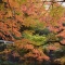 紅葉がもうすぐ見頃の蓬莱山-2019-11-17