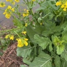 カラくてギシギシする川辺【セイヨウカラシナ・ギシギシ実食編】