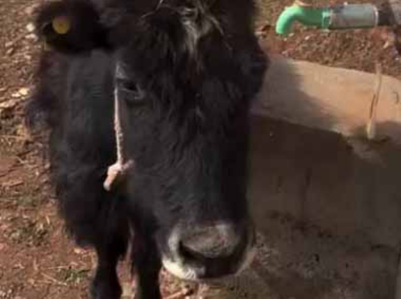 頭が良いネコや犬はたまにいる。のどが渇いたなぁ～ → 賢い牛はこうします…