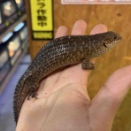 爬虫類倶楽部大宮店公式ブログ