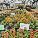 沖永良部島歳時記　未央流・写真・俳句・短歌で綴る、しまくらし