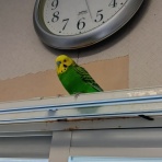 鳥とおばさん