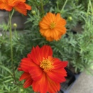 白露：秋のお花たち