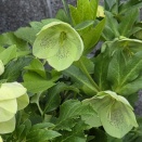 緑色のお花と赤いおっきなお花