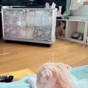 映画「冬のソナタ」を観てきました。