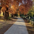 石神井公園の散策