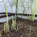 �����ѥ�γ����礭����Ƥ�٤Ȥϸ�������ʬ���դ�̩�������ۤ�������ʤ�����ȯ�餬�٤��褦�ʤΤǺ����ϴְ�����Ȥ�!(^^)!