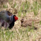 『令和6(2024)年5月18日の鳥さん Vol.5　江戸川河川敷で野鳥の観察･撮影 キジオスのメスへの求愛!!しかし､残念な結果に!!オオヨシキリやシジュウカラも多々と!!』の画像