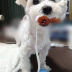 大きいマルチーズ☆ニノさん。