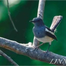 シキチョウ（Oriental Magpie-Robin）