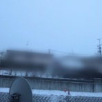 大きいマルチーズ☆ニノさん。