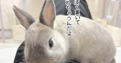 うさぎのルリ(10/6追記)