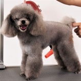 『光マイクロバブルとマイクロバブルフォーム(3550回記念)(17)』の画像