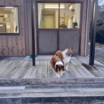 ボルゾイな生活