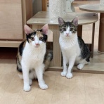 猫式ブログ～里親募集型猫カフェ