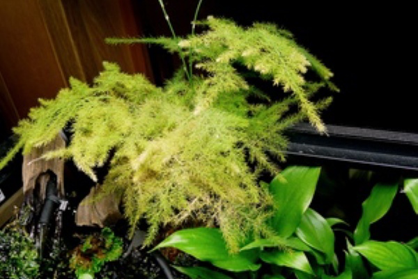 緑揺れる水景 観葉植物