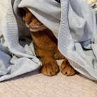 カーディガンの中の住人